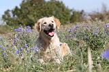 GOLDEN RETRIEVER 150